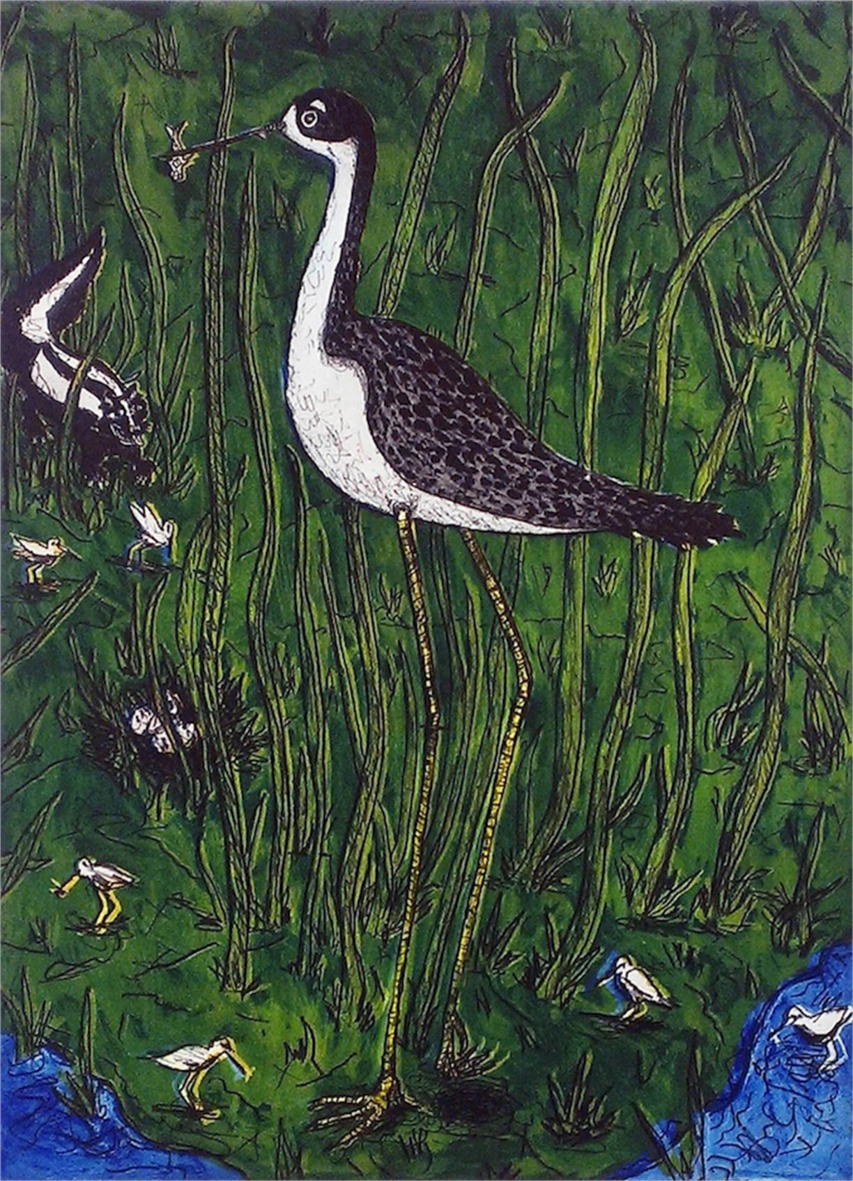 Black Necked Stilt.jpg